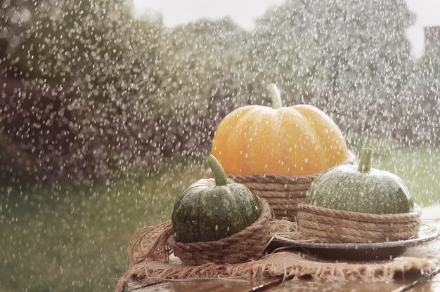 One orange pumpkin and two green pumpkin on the wooden table decorated burlap and rope. Under rain. Outdoors.