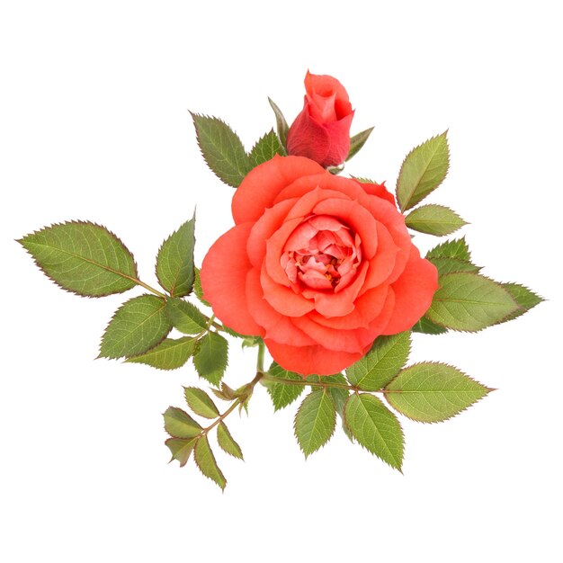 One orange rose flower with leaves isolated on white background cutout