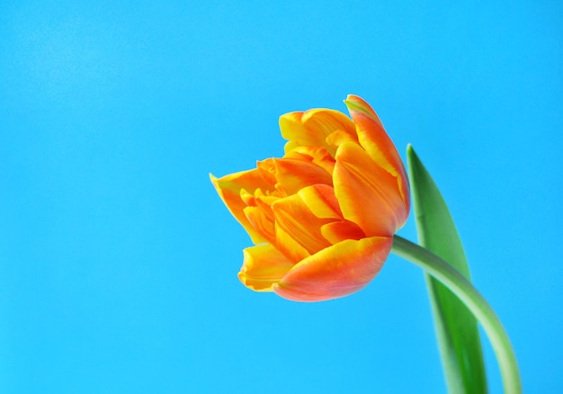 주황색 봄 튤립 1개와 파란색 배경에 어머니 또는 여성의 날을 위한 텍스트 위치 x9