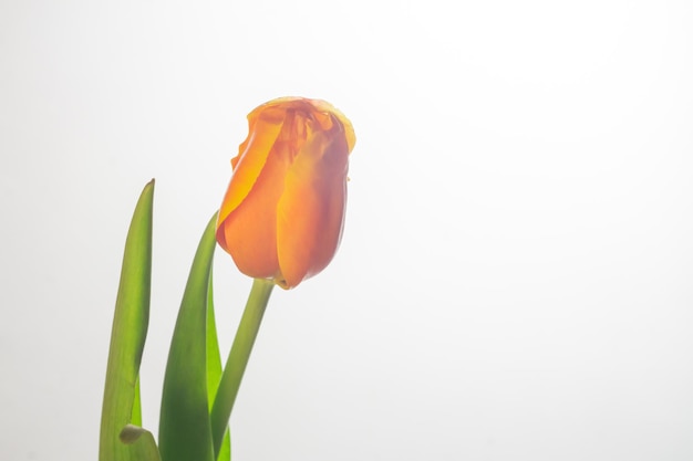 One orange tulip on a white background