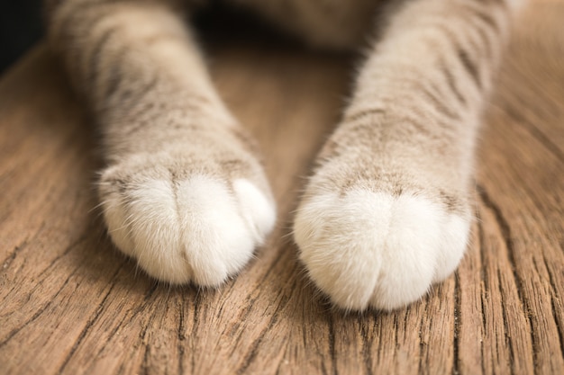 Photo one pair of cute cat legs