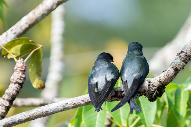 사진 한 쌍의 암컷과 수컷 grayrumped treeswift 앉고 쉬고 있습니다