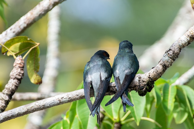 사진 한 쌍의 암컷과 수컷 grayrumped treeswift 앉고 쉬고 있습니다