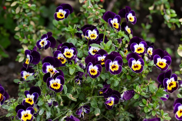 One Pansy Viola Wittrockiana Flower type Matrix White Purple Wing close up