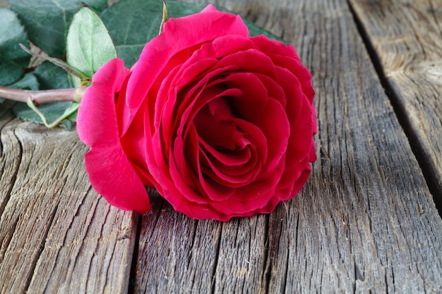 One pastel rose on grey wood