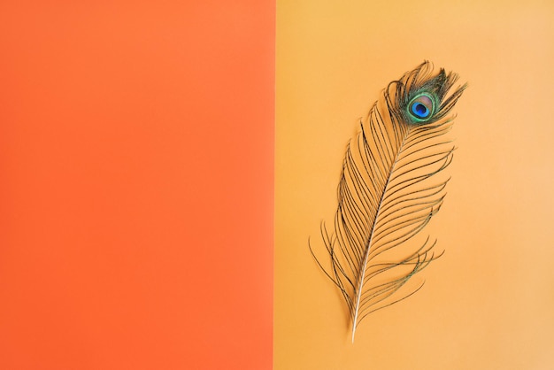 One peacock feather on the background of orange color