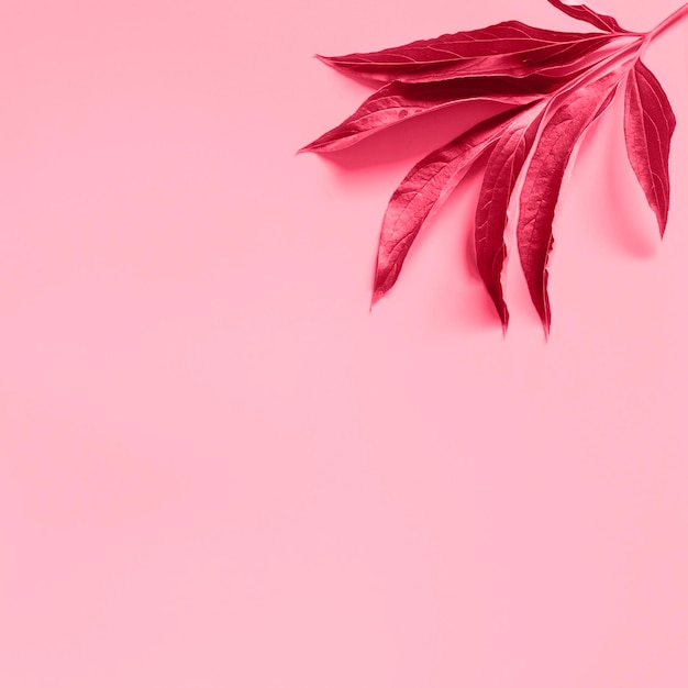 Hình ảnh lá hồng - Bạn đang tìm kiếm hình ảnh hoa đẹp để trang trí cho bức tường hay blog của mình? Freepik là sự lựa chọn hoàn hảo cho bạn! Với hình ảnh lá hồng tuyệt đẹp và chất lượng cao, bạn có thể tải về miễn phí ngay hôm nay. Từ sự tươi mới và sắc xảo của lá hồng, hình ảnh này sẽ chắc chắn làm cho công việc của bạn trở nên xuất sắc.