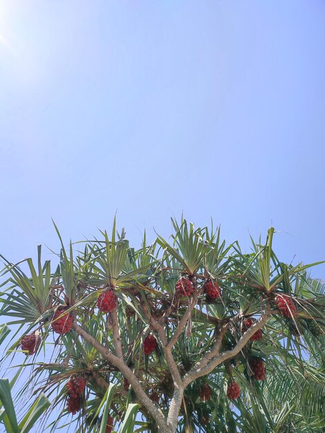 Foto un pezzo di albero del frutto del diavolo