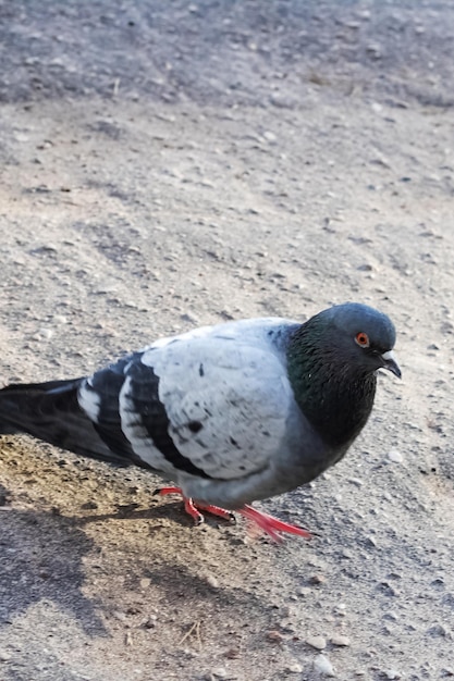 地面に1羽の鳩がクローズアップ