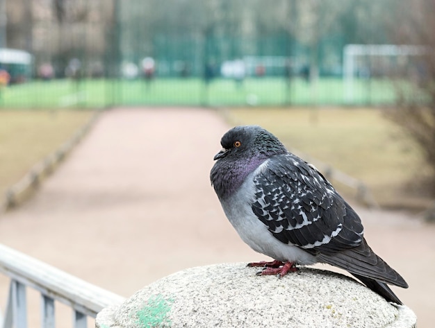 1羽の鳩が柱に座っています