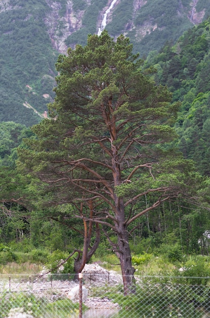 One pine tree among mountains in the summertime