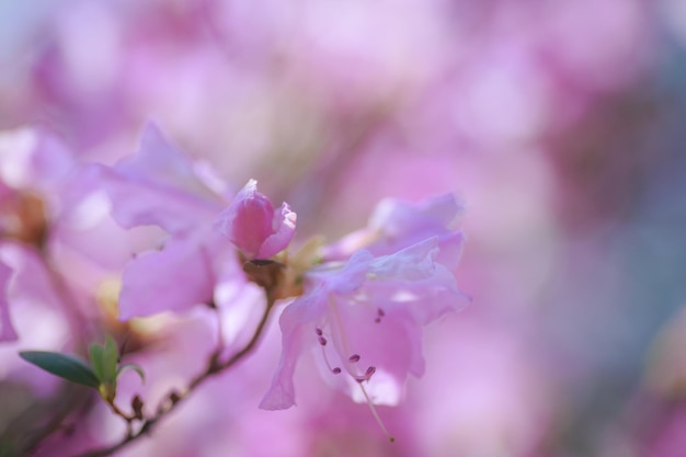 One pink azalea flower against background of pink blurry colors and blue sky Floral background