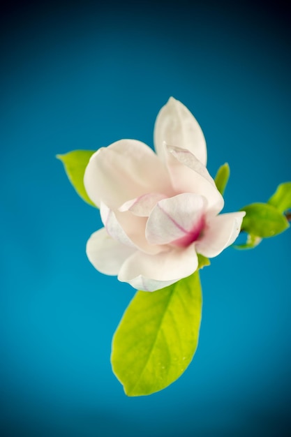 one pink flower on a branch of blooming magnolia close up isolated on blue background