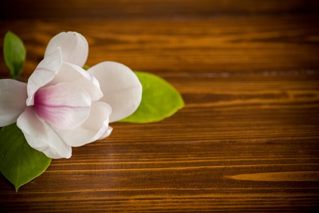 One pink flower on a branch of blooming magnolia closeup on a wooden table