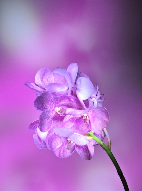 One pink flower close-up on a pink background