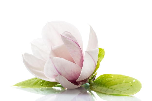 Фото Один розовый цветок на ветке цветущей магнолии крупным планом на белом фоне