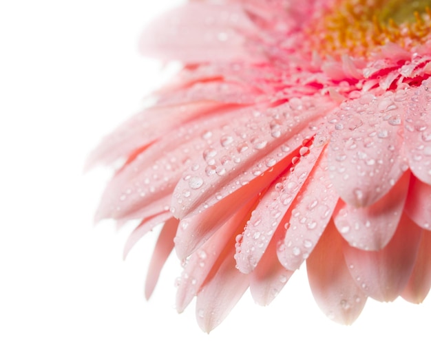 One pink gerbera