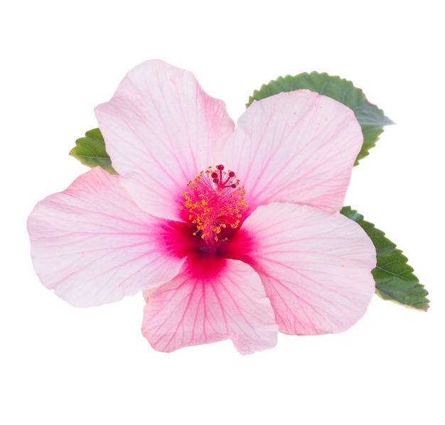 One pink hibiscus flower with leaves isolated