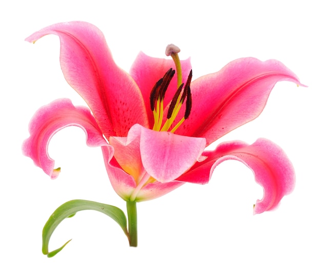 One pink lily