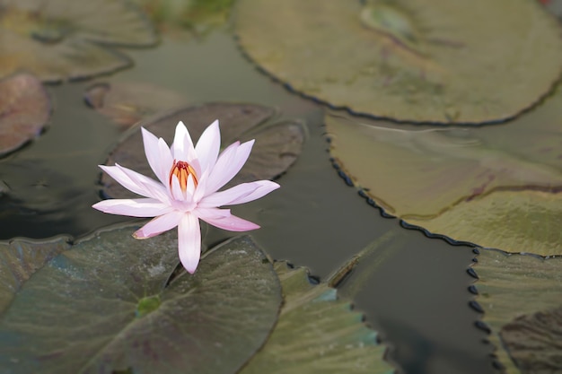 池にはピンクの蓮の花が 1 つ咲き、またはスイレンが咲きます