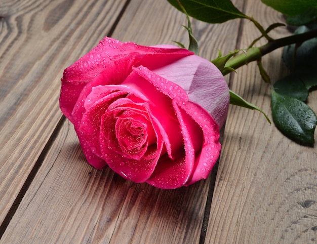 One Pink rose in the drops of water close-up on a wooden table. Holland rose. Romantic gift on the first date.