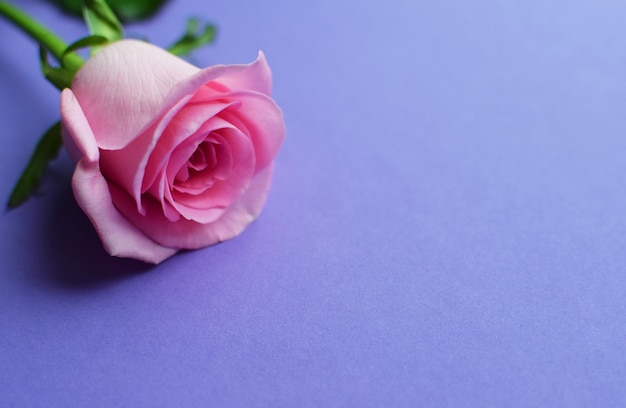 One pink rose on a purple background. Valentine's Day. Copy space