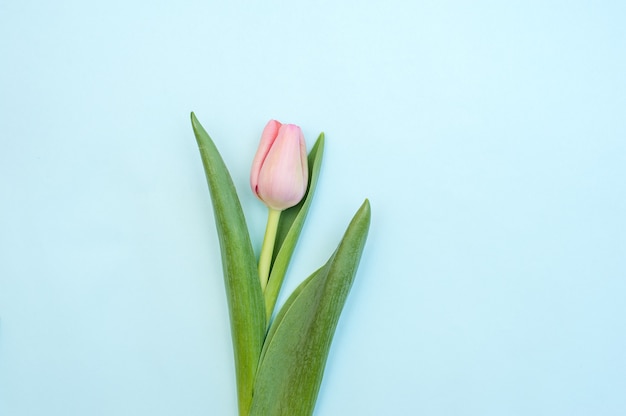 One pink tulip on a blue