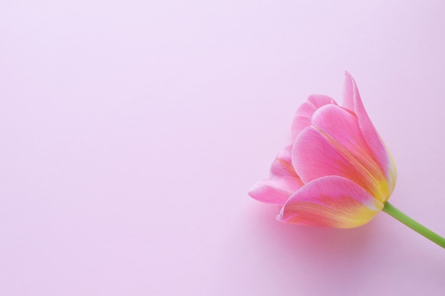 Один розовый тюльпан вблизи на розовом фоне Копируйте пространство
