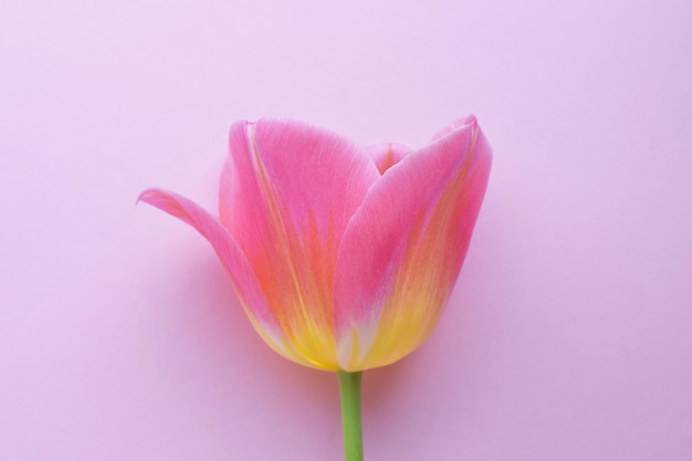 Photo one pink tulip closeup on a pink background