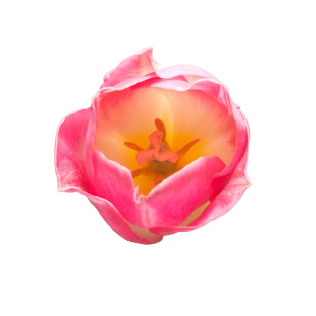 Один розовый цветок тюльпана, изолированные на белом фоне. Натюрморт, свадьба. Плоская планировка, вид сверху