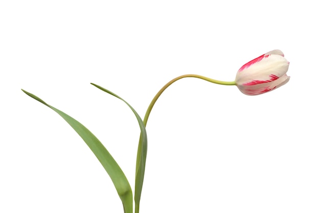 One pink tulip flower isolated on white background. Still life, wedding. Unusual curved shape of the stem. Flat lay, top view