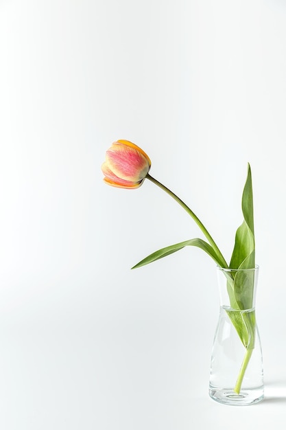 Photo one pink tulip in a glass vase on a white background minimalism close up
