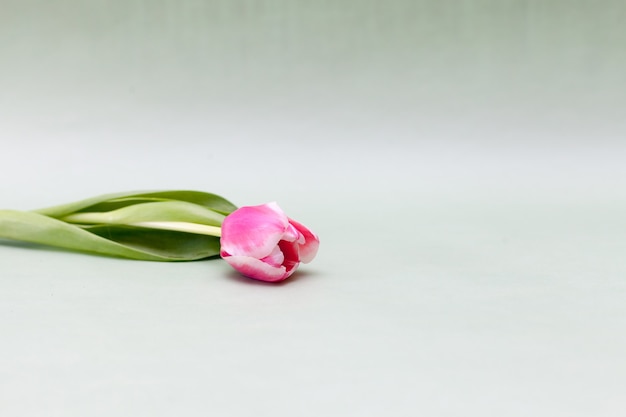 One pink tulip on light green background