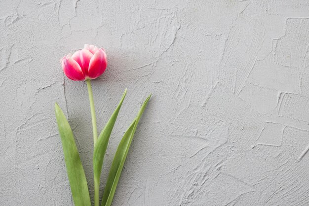 One pink tulip on a stylish gray stone background Mothers Day birthday celebration concept Copy space for text