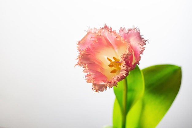 One pink tulip on a white background