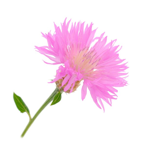 Один розовый дикий цветок изолирован