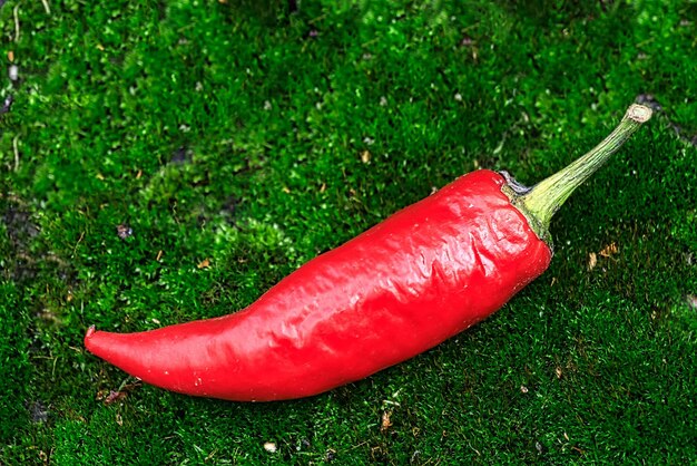 One pod of red hot pepper lies on the green moss Spicy seasoning