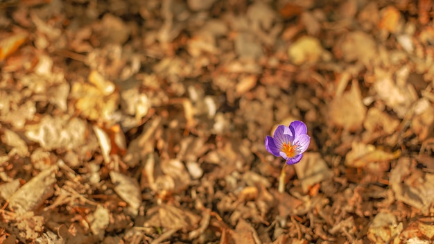 One purple crocus flower among the yellow autumn leaves view from above