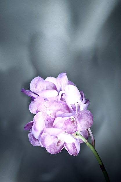 One purple flower close-up on a gray background