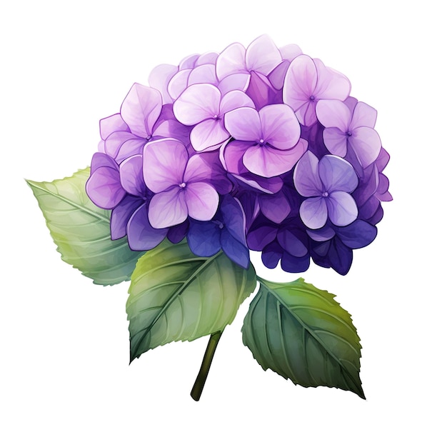 One purple hydrangea