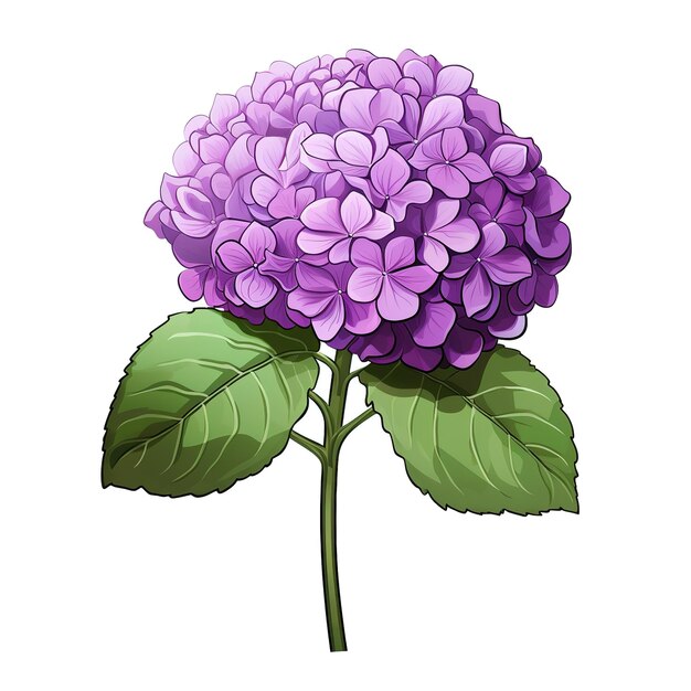 One purple hydrangea