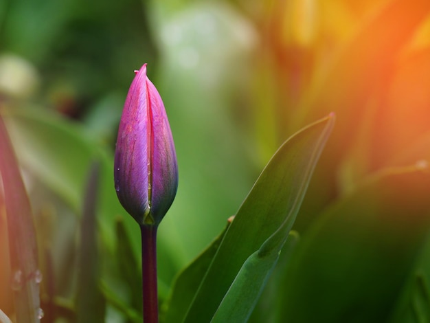 写真 1つの紫色のチューリップの花のマクロ写真