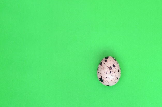 One quail egg on a light green surface