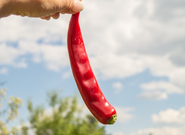 One raw red chili pepper or jalapeno in the hands of a woman close-up, outdoors.