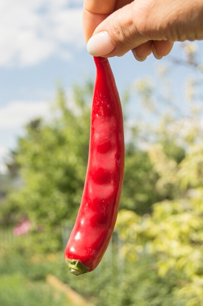 One raw red chili pepper or jalapeno in the hands of a woman close-up, outdoors.