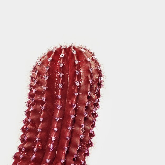 Photo one red cactus closeup with water drops on grey