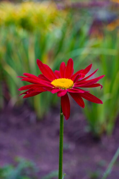 緑の草の背景に1つの赤いデイジーの花