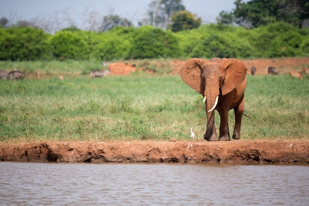 Un elefante rosso sta bevendo l'acqua sulla pozza d'acqua