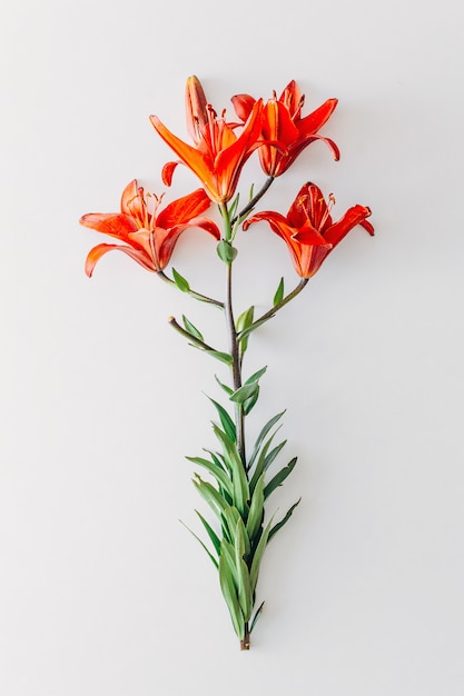 One red lilies flower on white background