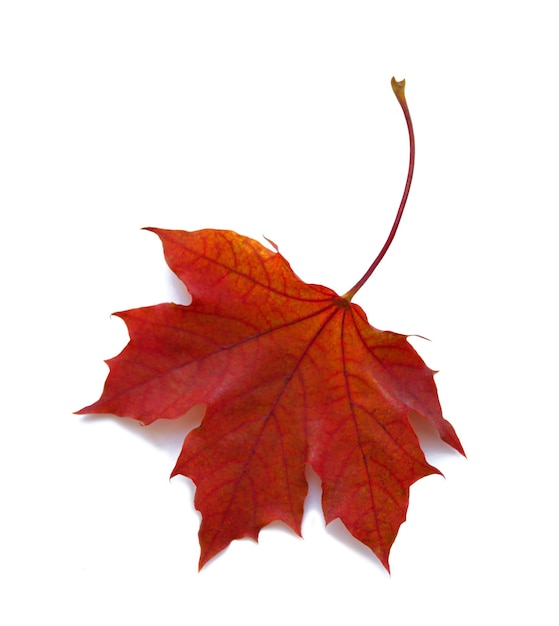 One red maple leaf isolated